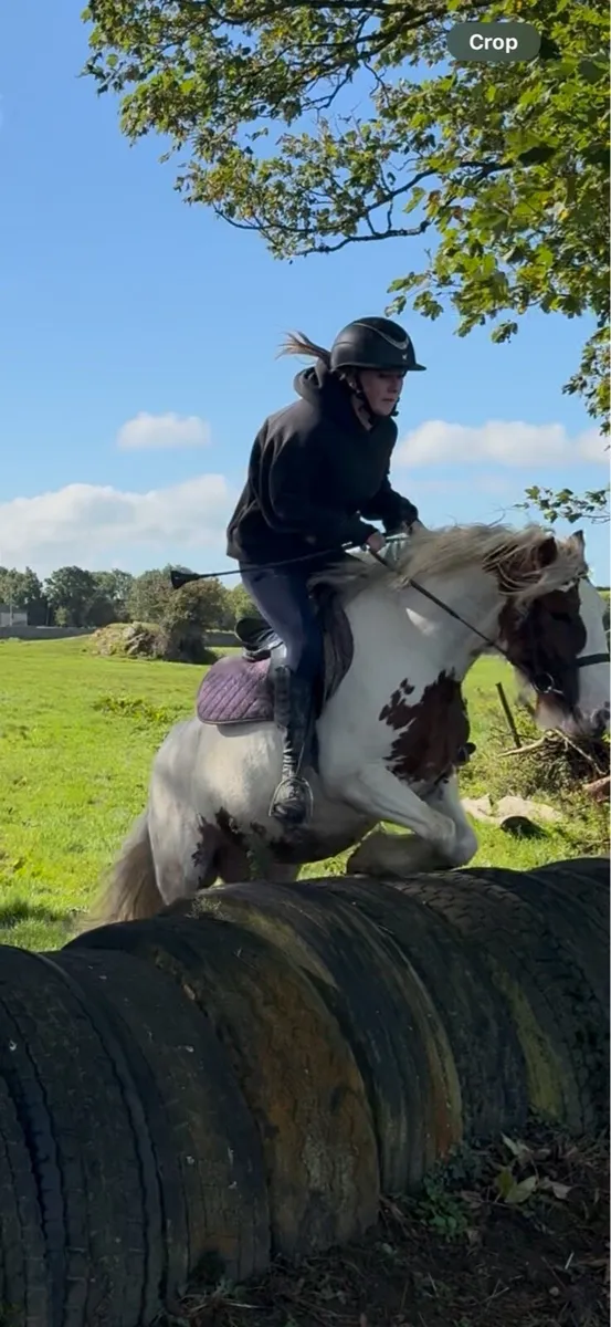 Superstar 12.2 pony - Image 3