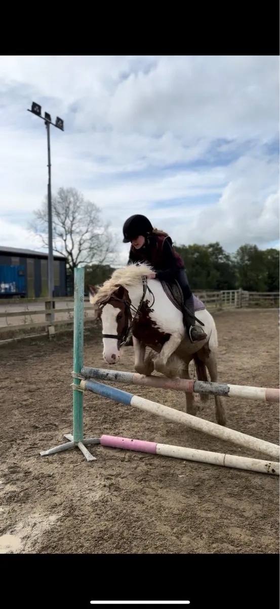 Superstar 12.2 pony - Image 4