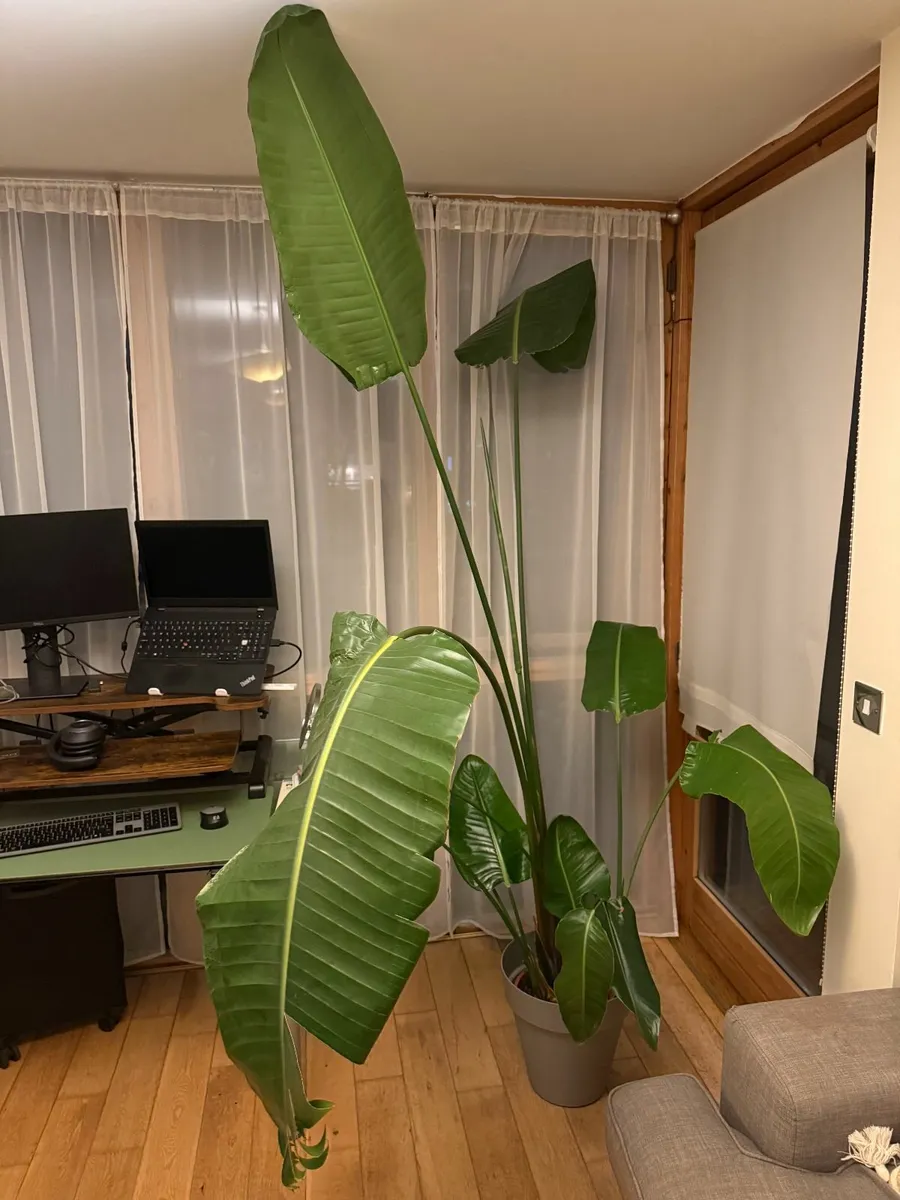 Tropical Plant Strelitzia Nicolai / Tropical Tree