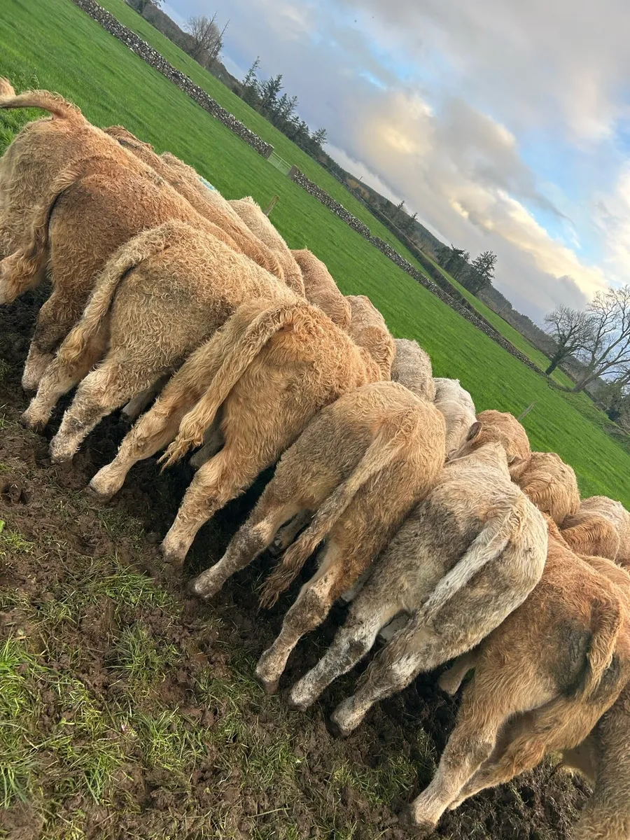 Super ch bulls - Image 1