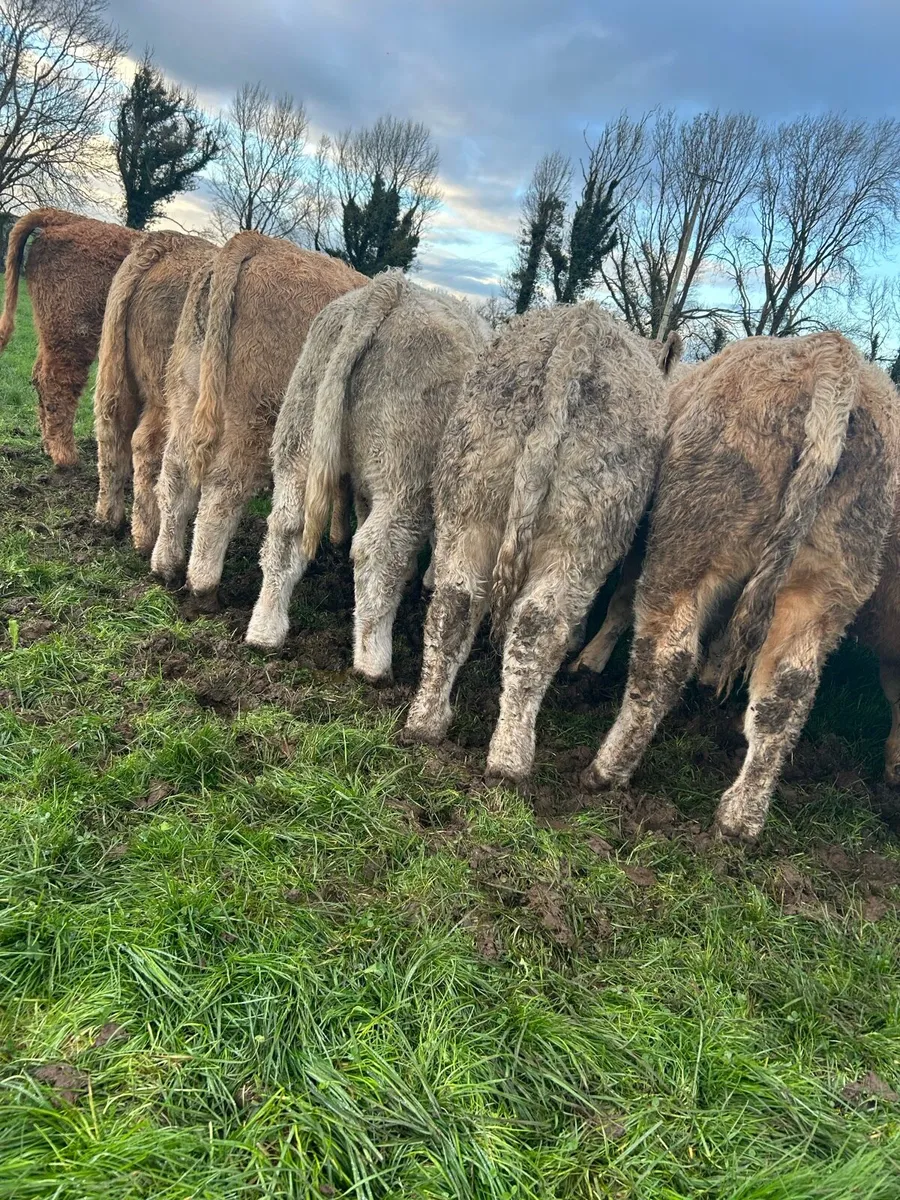 Super ch bulls - Image 2