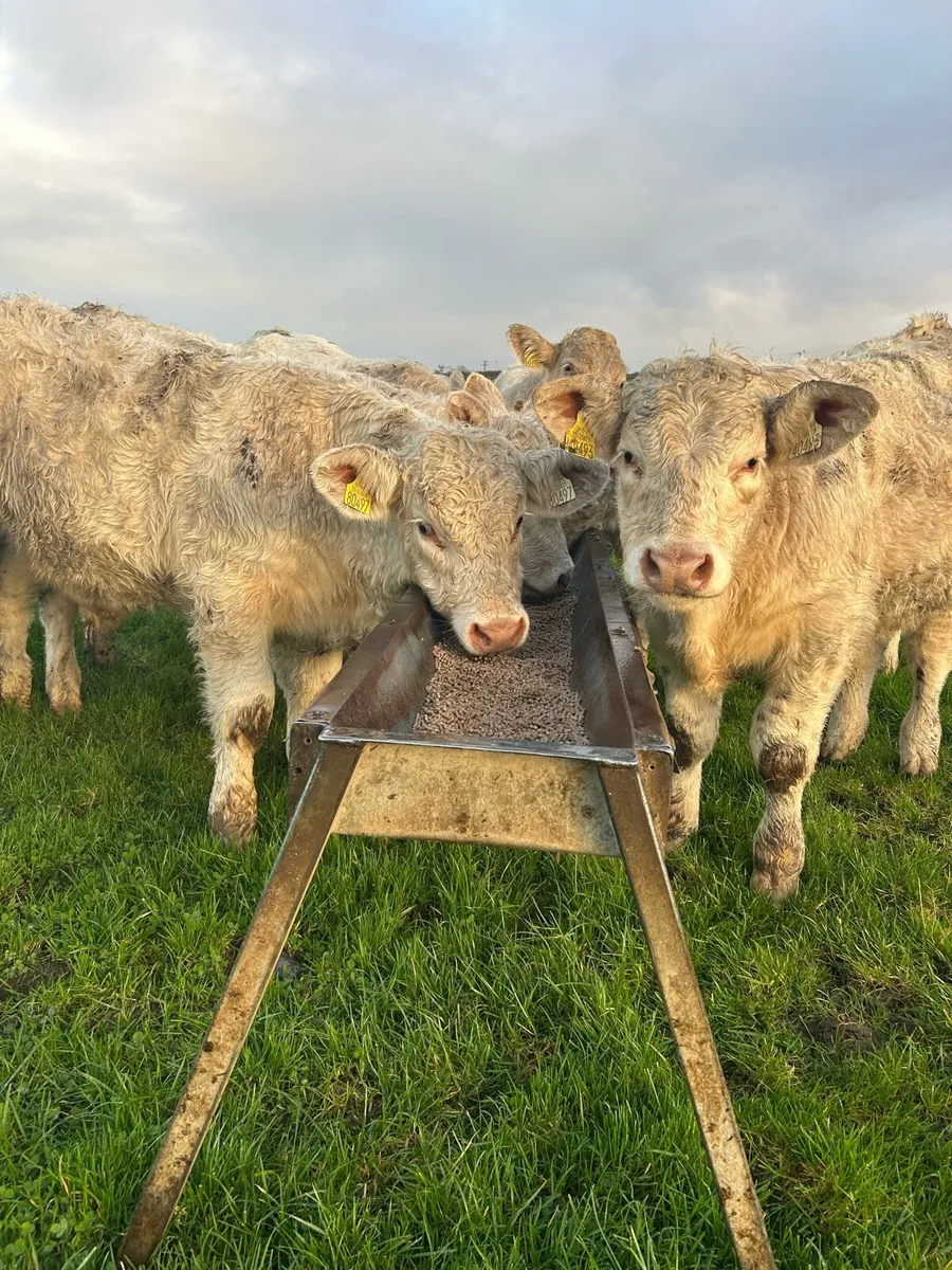 Super ch bulls - Image 3