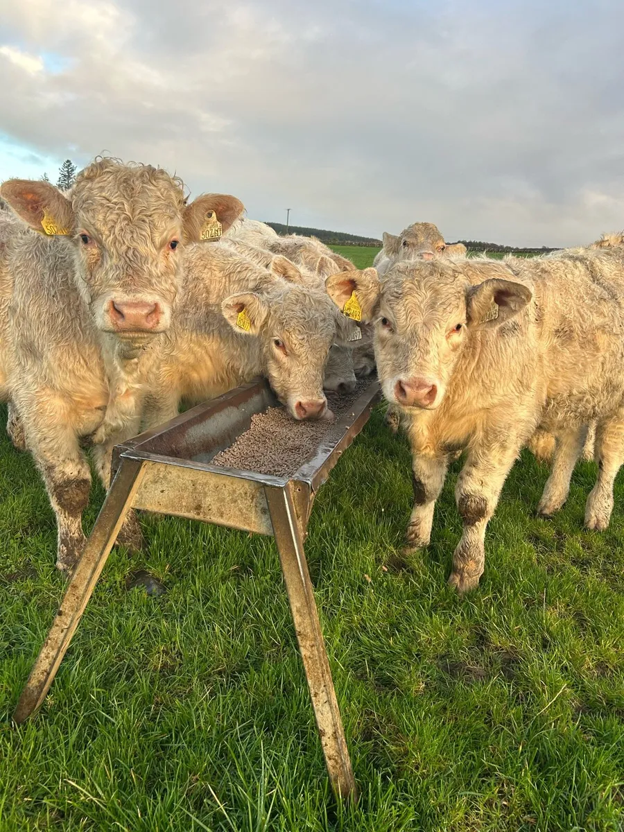 Super ch bulls - Image 4