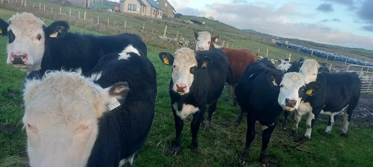 Hereford heifers - Image 1