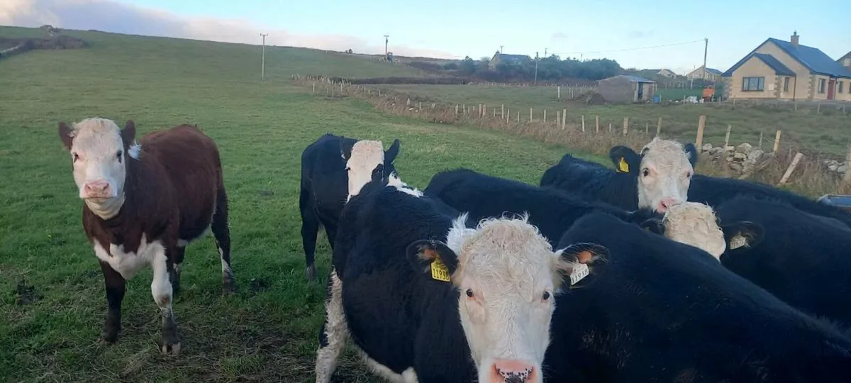 Hereford heifers - Image 2