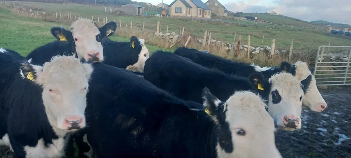 Hereford heifers - Image 3