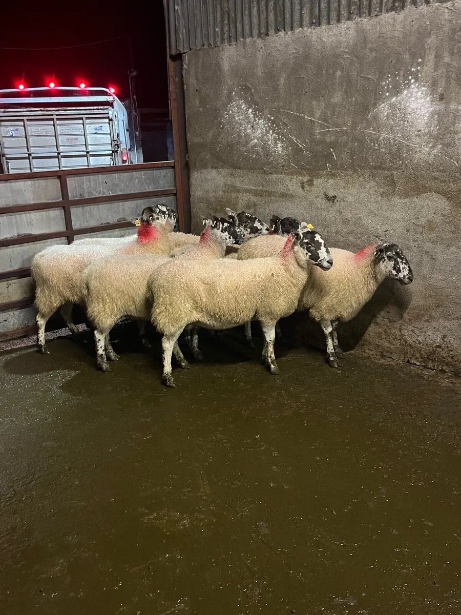 💥8 mule breeding ewes 💥 - Image 2
