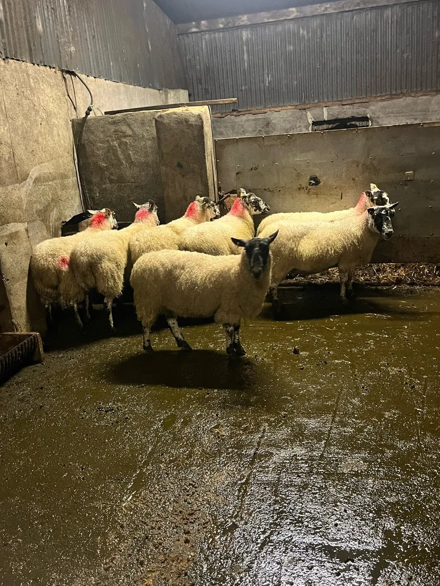 💥8 mule breeding ewes 💥 - Image 3