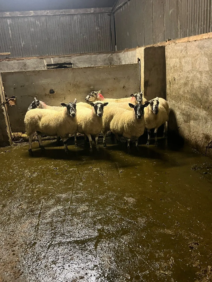 💥8 mule breeding ewes 💥 - Image 4