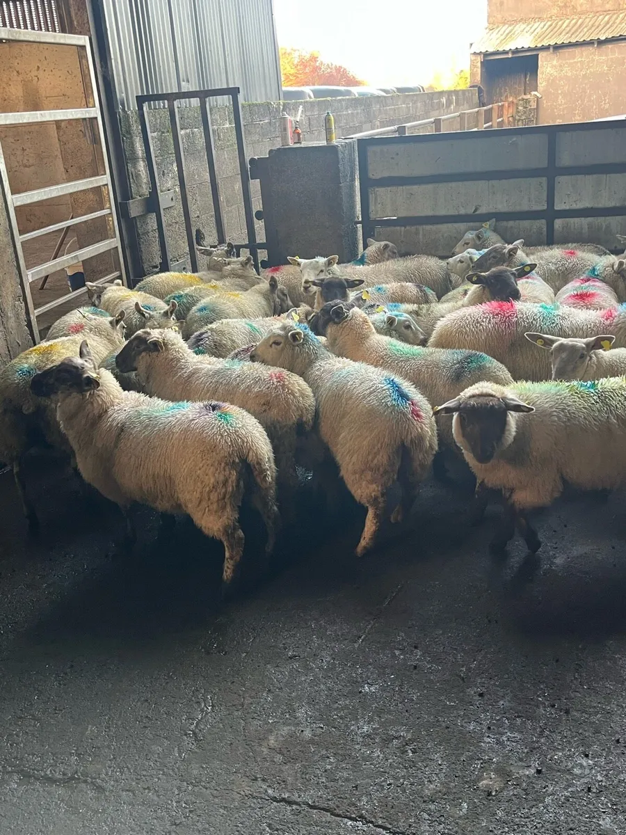 💸50 smashing store lambs 💸 - Image 1