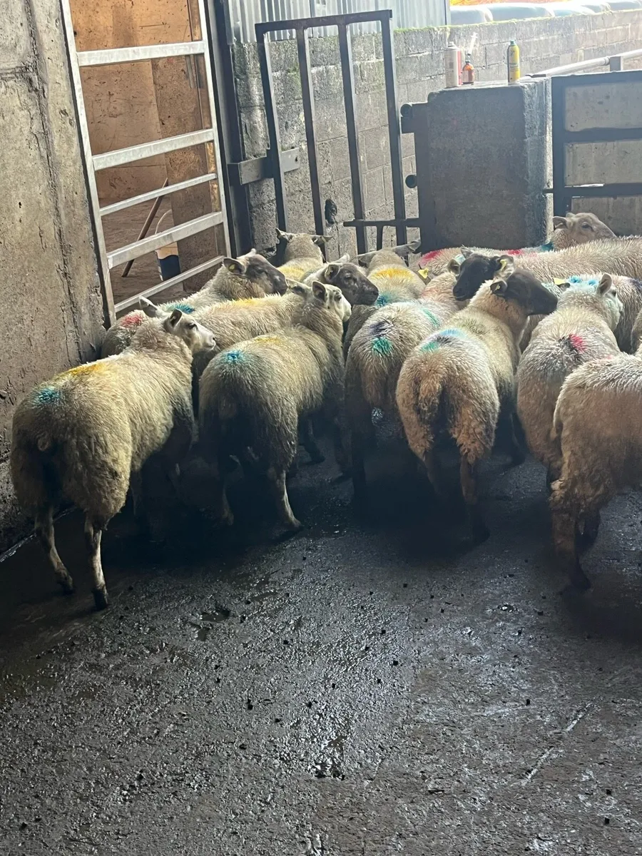 💸50 smashing store lambs 💸 - Image 2