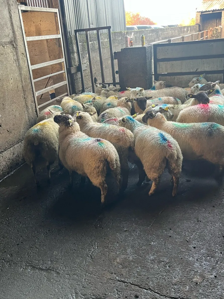 💸50 smashing store lambs 💸 - Image 3