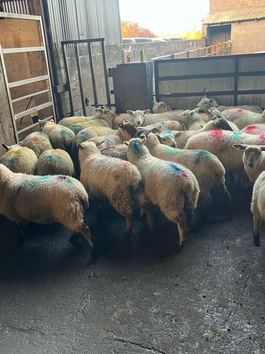 💸50 smashing store lambs 💸 - Image 4