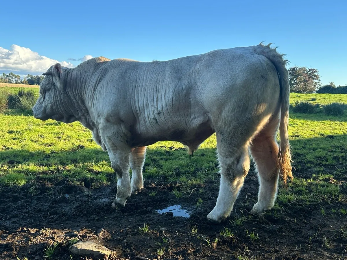 Pedigree Charolais Bull - Image 2