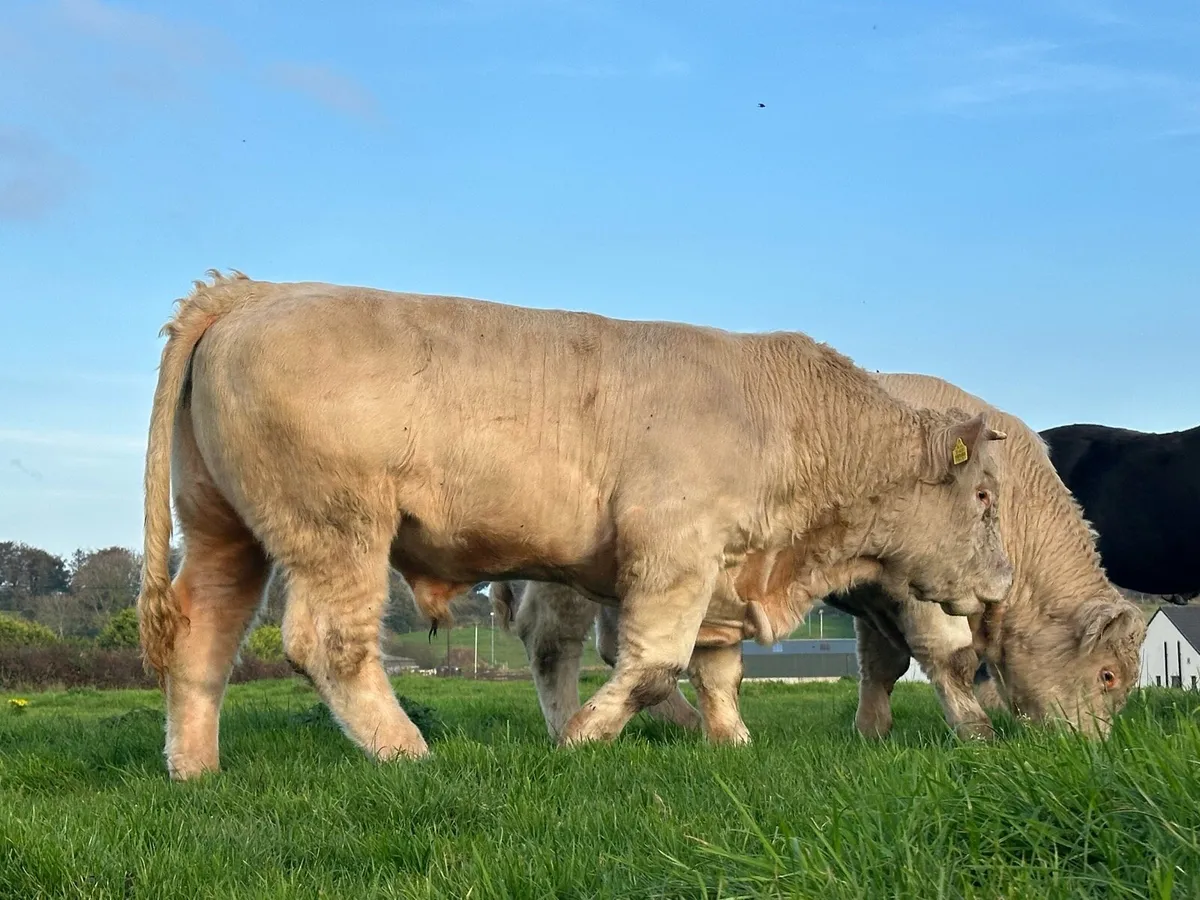 Pedigree Charolais Bull - Image 3