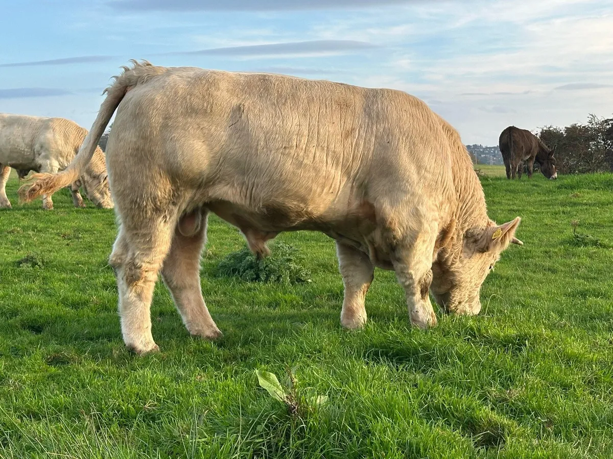 Pedigree Charolais Bull - Image 1