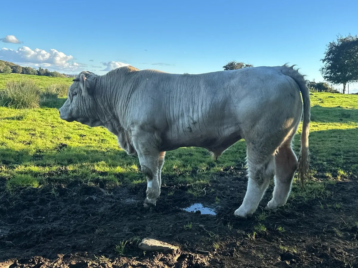 Pedigree Charolais Bull - Image 4