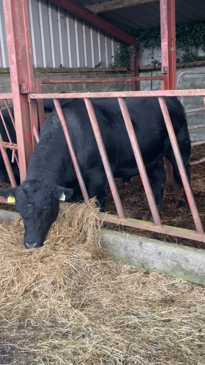 Pedigree Angus Bull - Image 1