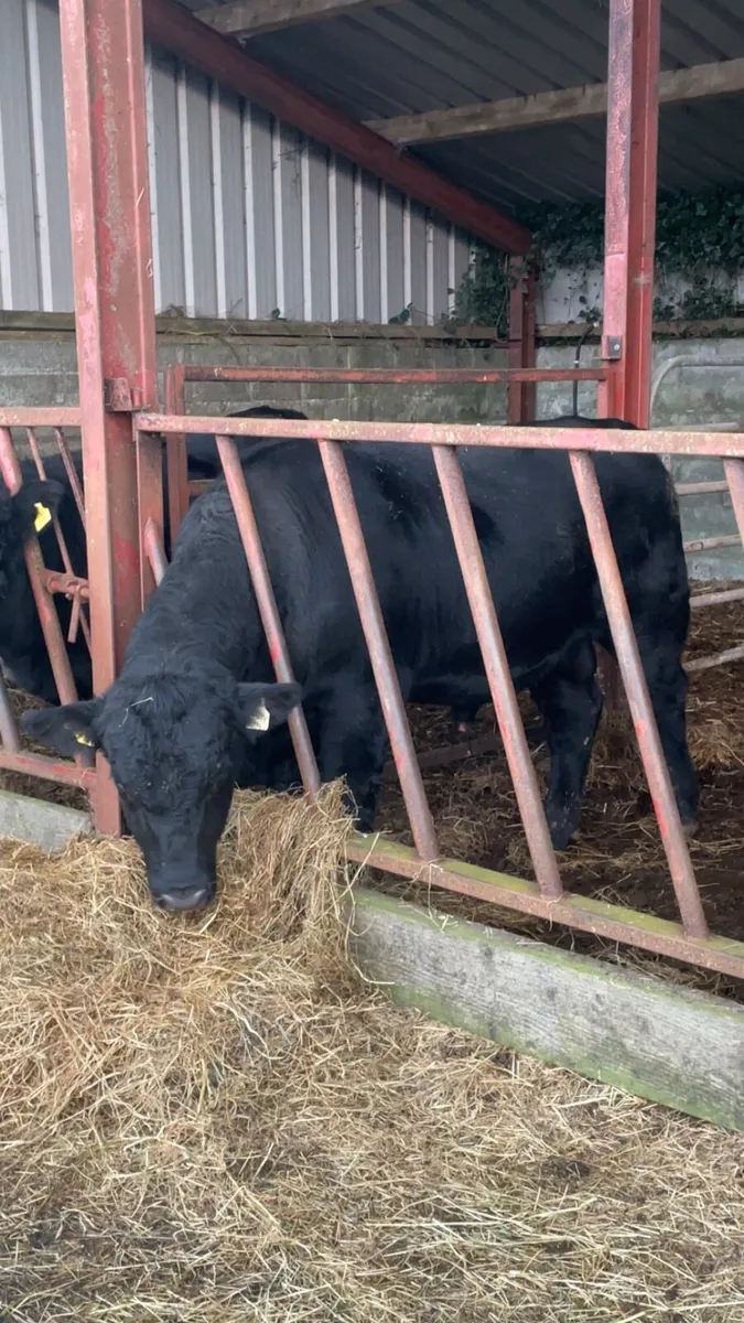 Pedigree Angus Bull - Image 2