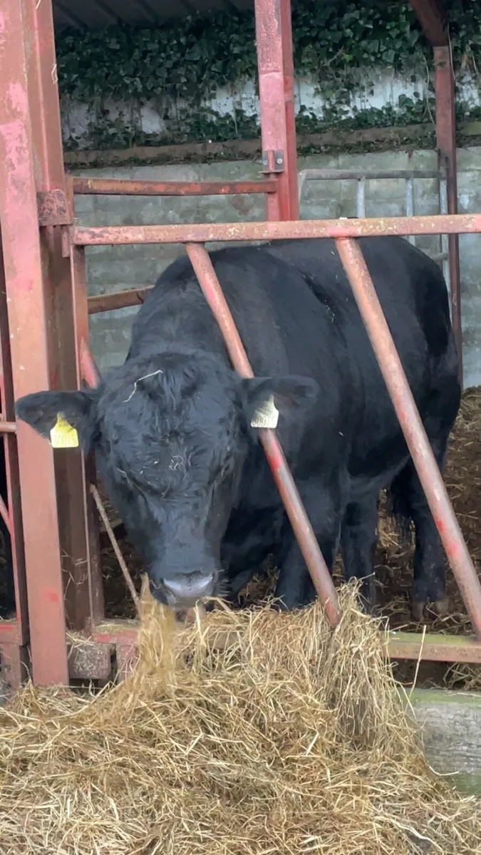 Pedigree Angus Bull - Image 3