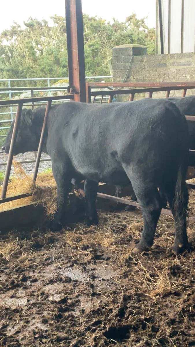 Pedigree Angus Bull - Image 4