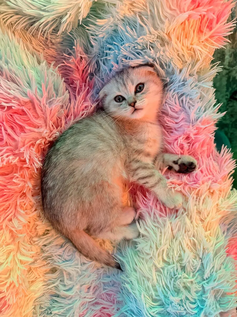 Bristish Shorthair Kittens - Image 1