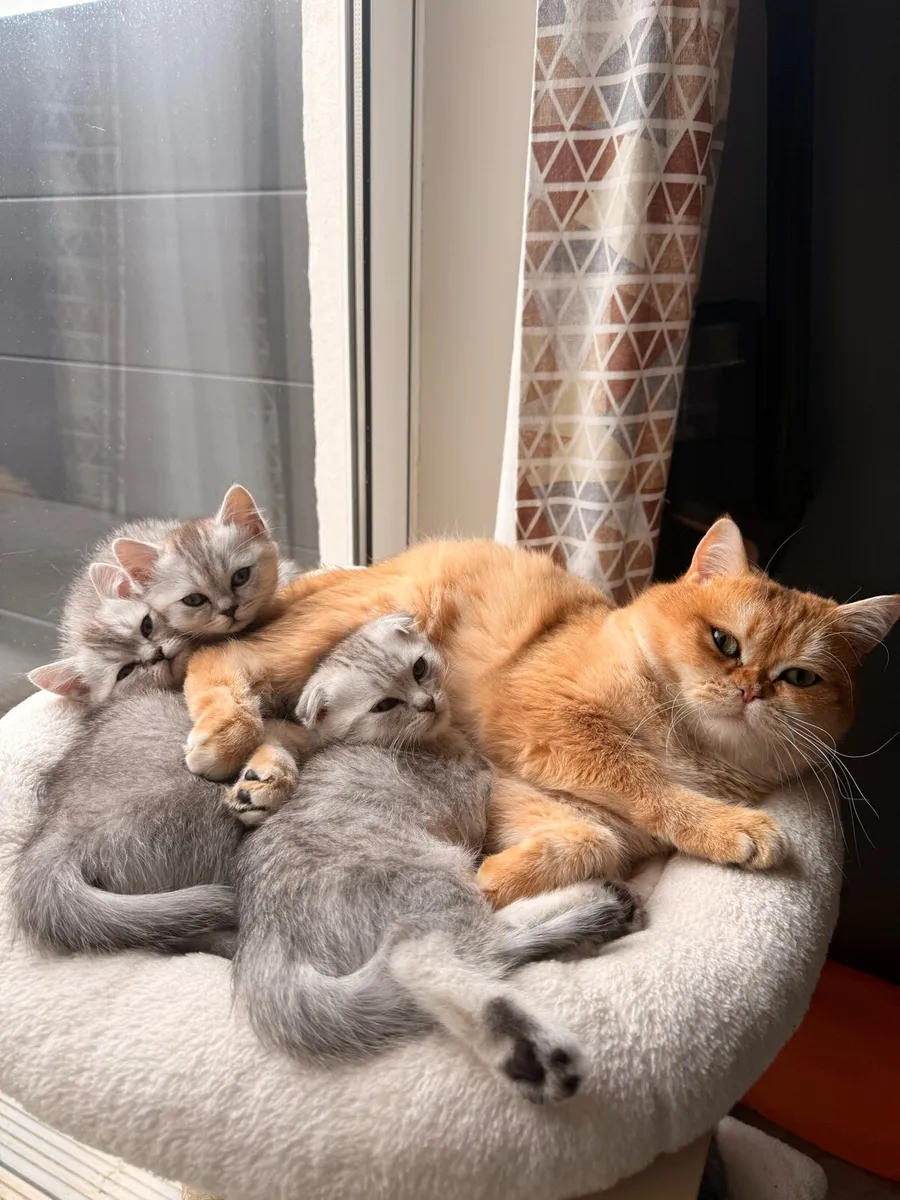 Bristish Shorthair Kittens - Image 2