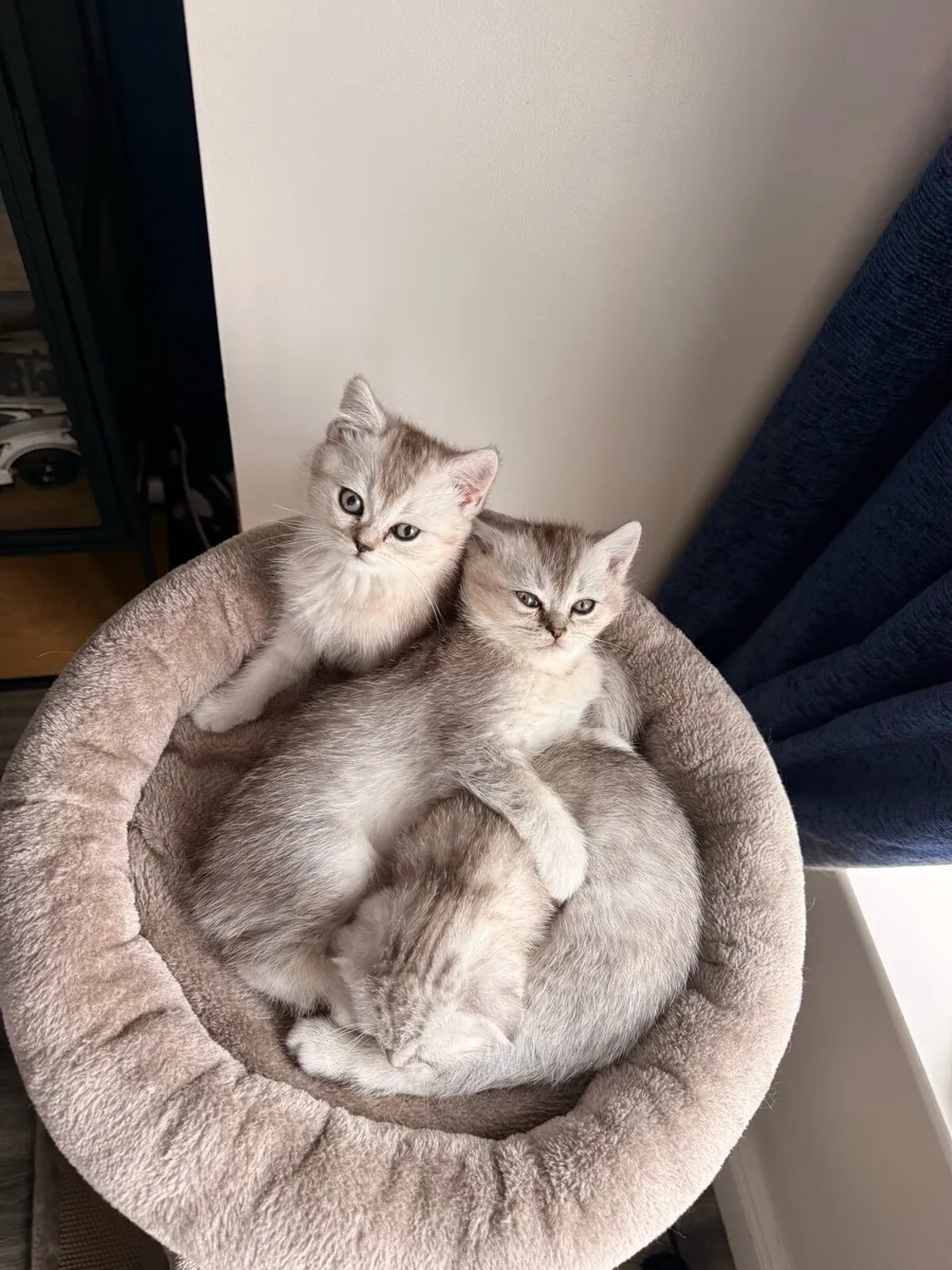 Bristish Shorthair Kittens - Image 3