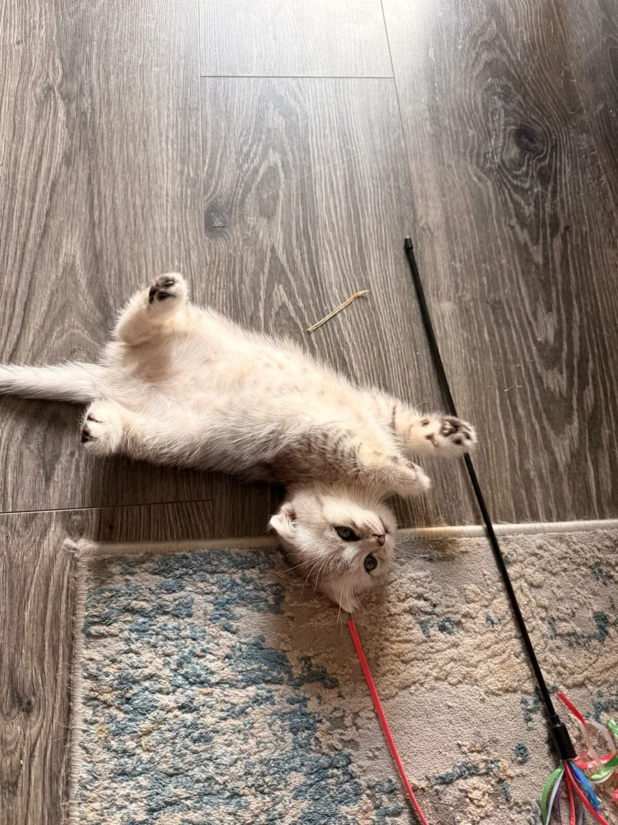 Bristish Shorthair Kittens - Image 4