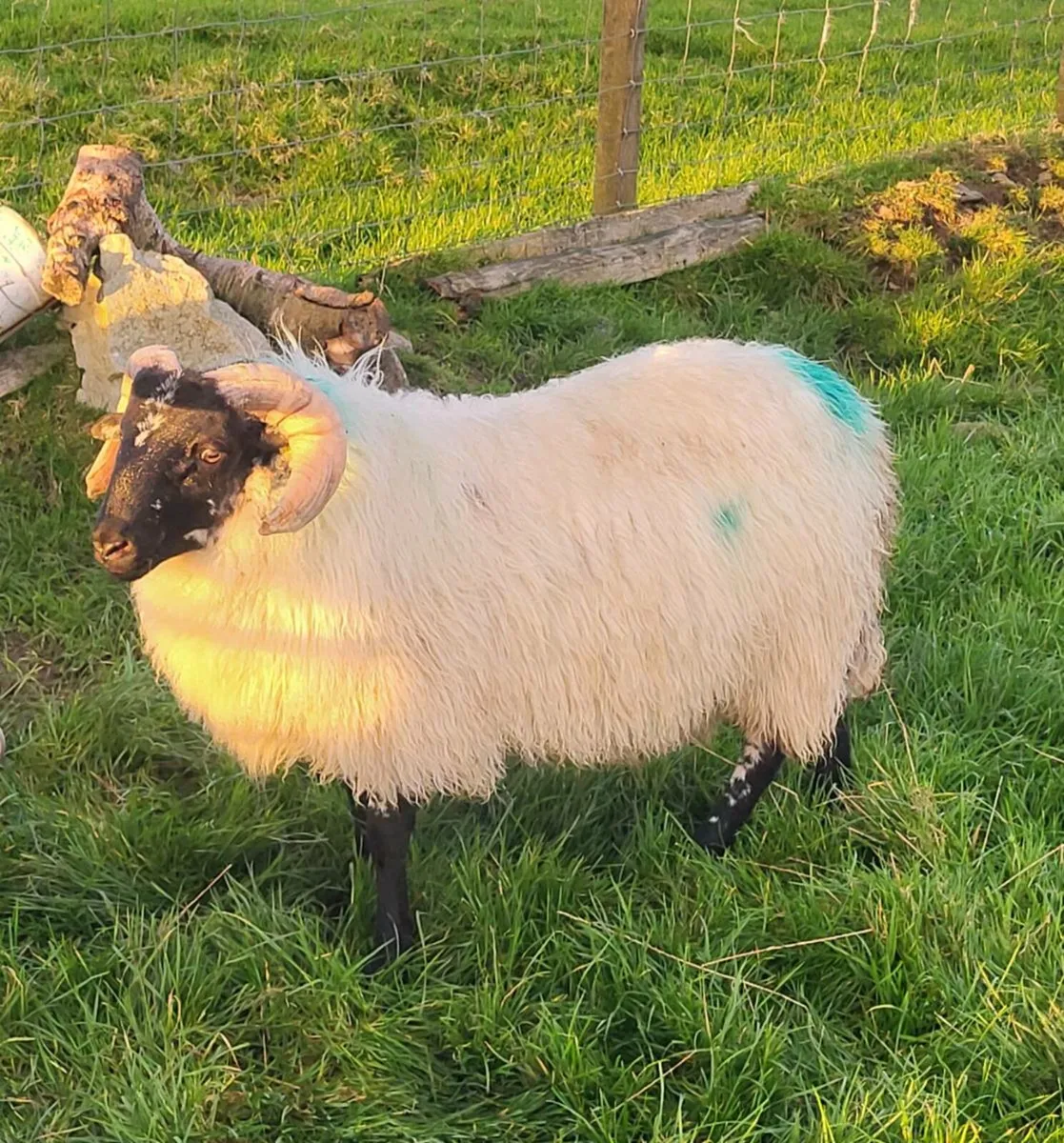 SIS and GENOTYPED Rams and Ram Lambs - Image 1