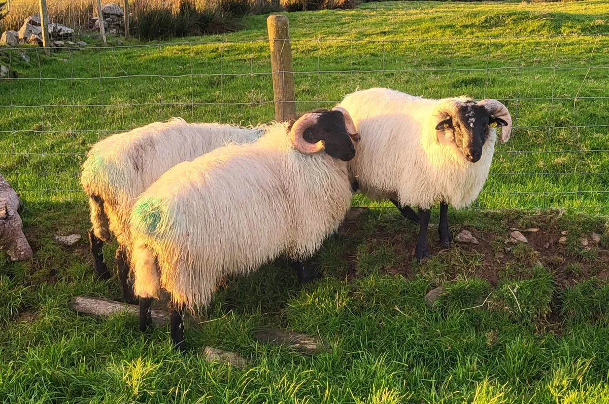 SIS and GENOTYPED Rams and Ram Lambs - Image 2