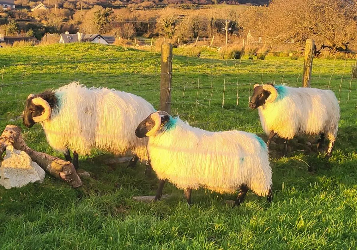 SIS and GENOTYPED Rams and Ram Lambs - Image 3