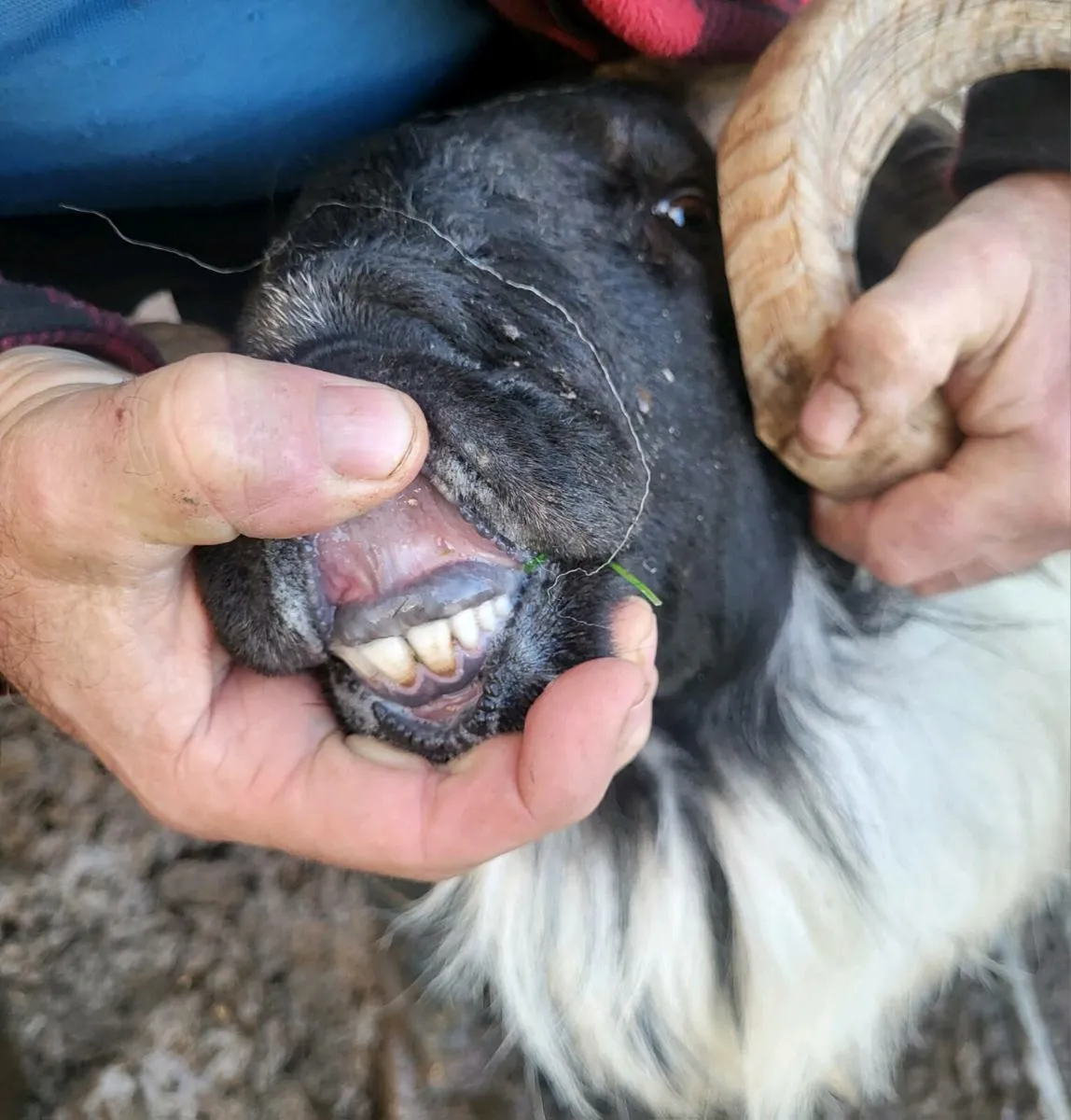 SIS and GENOTYPED Rams and Ram Lambs - Image 4