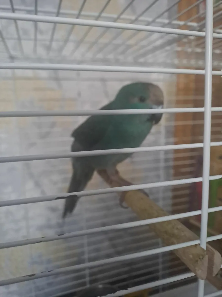 Handreared kakariki  tame talkinwith cage and toys - Image 1