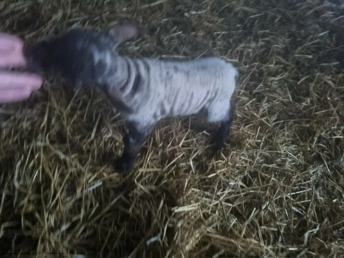 Pet lamb - Image 2