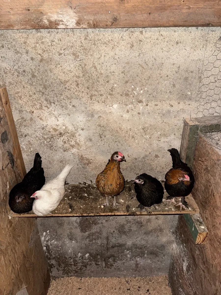 Bantam pullets chicks and rooster - Image 1