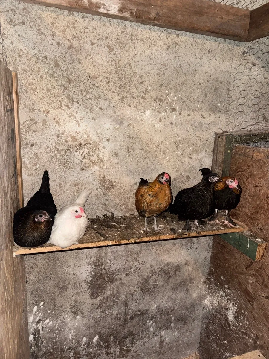 Bantam pullets chicks and rooster - Image 2