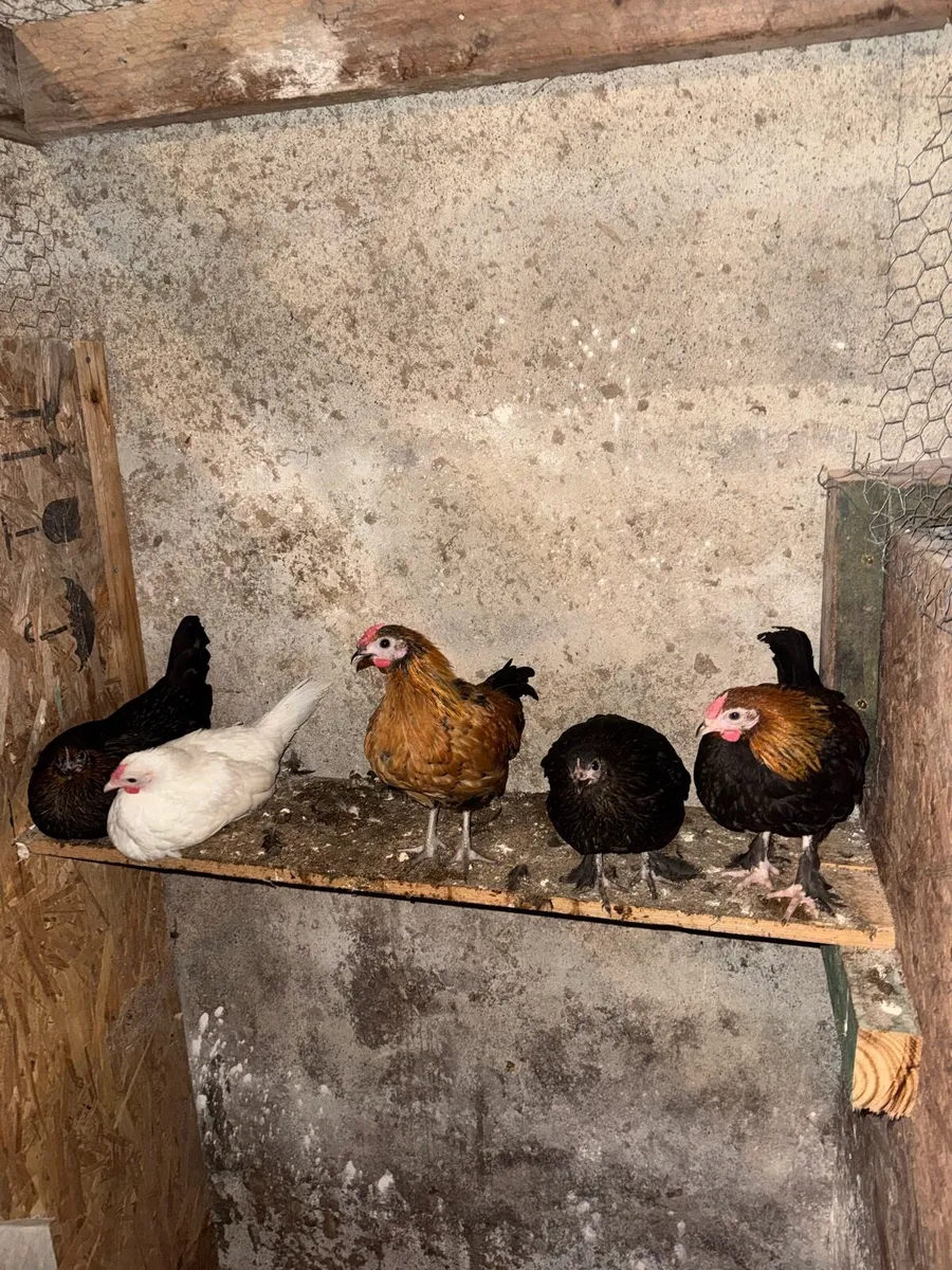 Bantam pullets chicks and rooster - Image 3