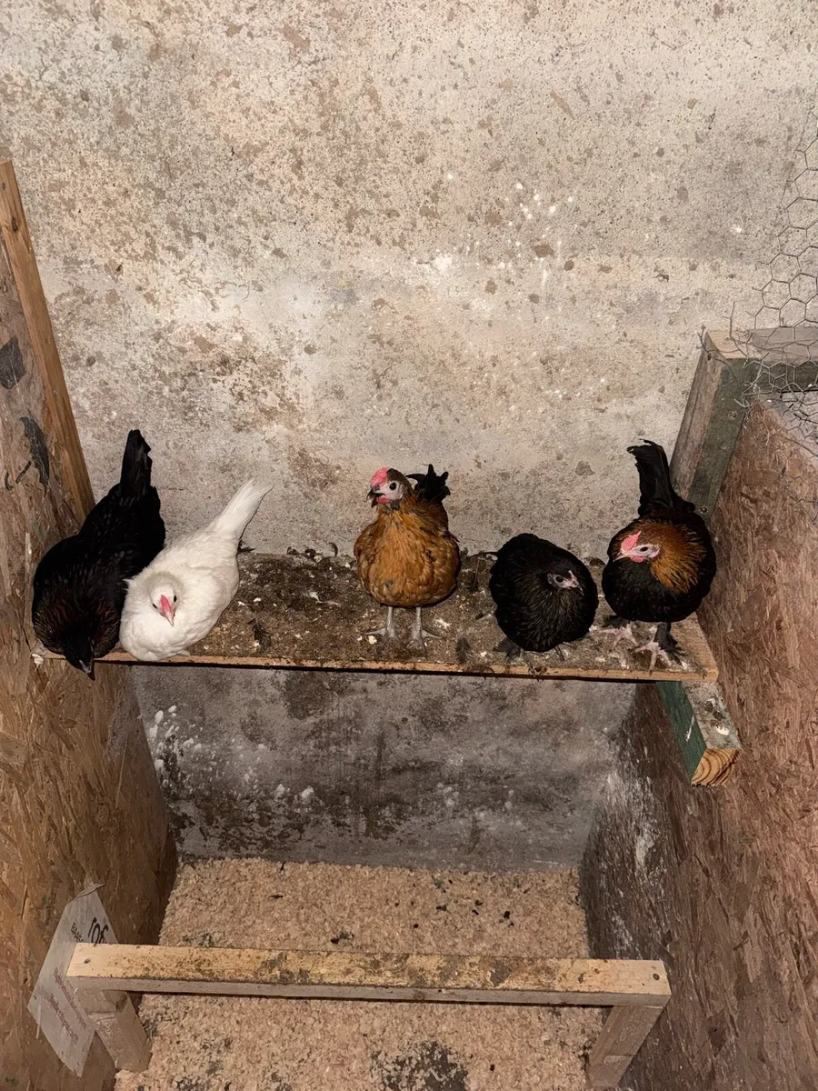 Bantam pullets chicks and rooster - Image 4