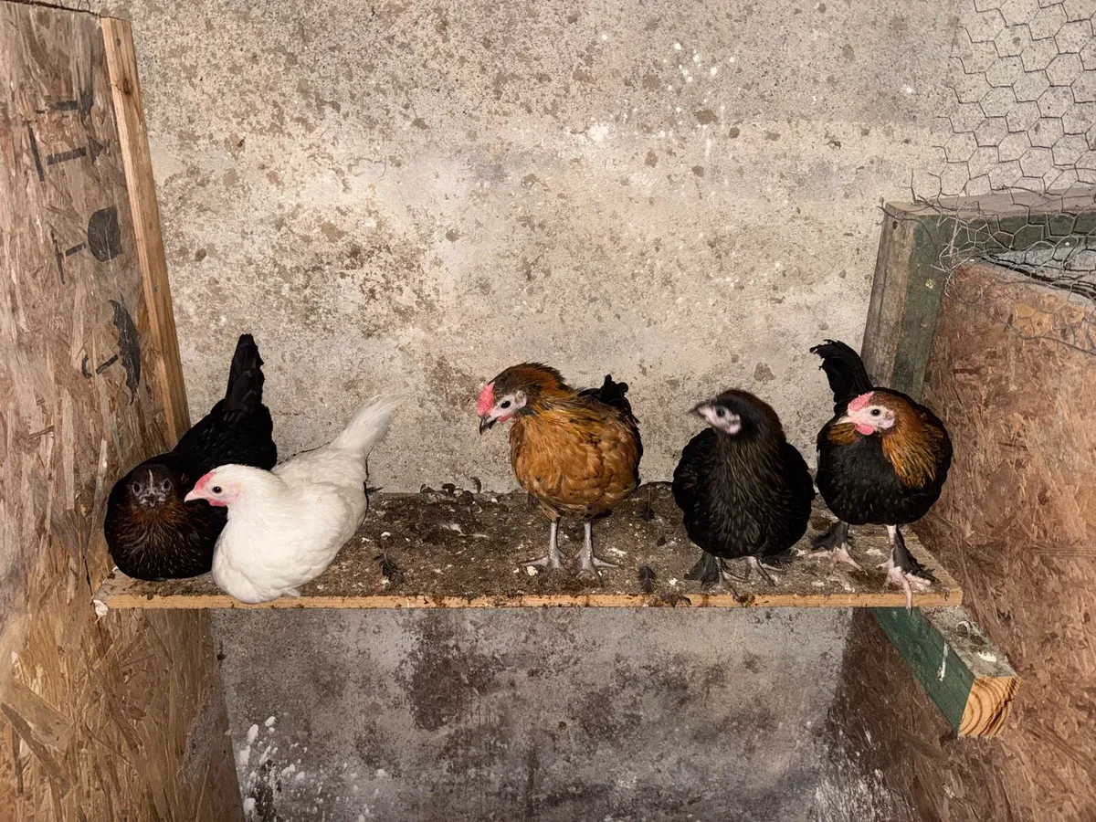 Bantam pullets chicks and roosters for sale - Image 4