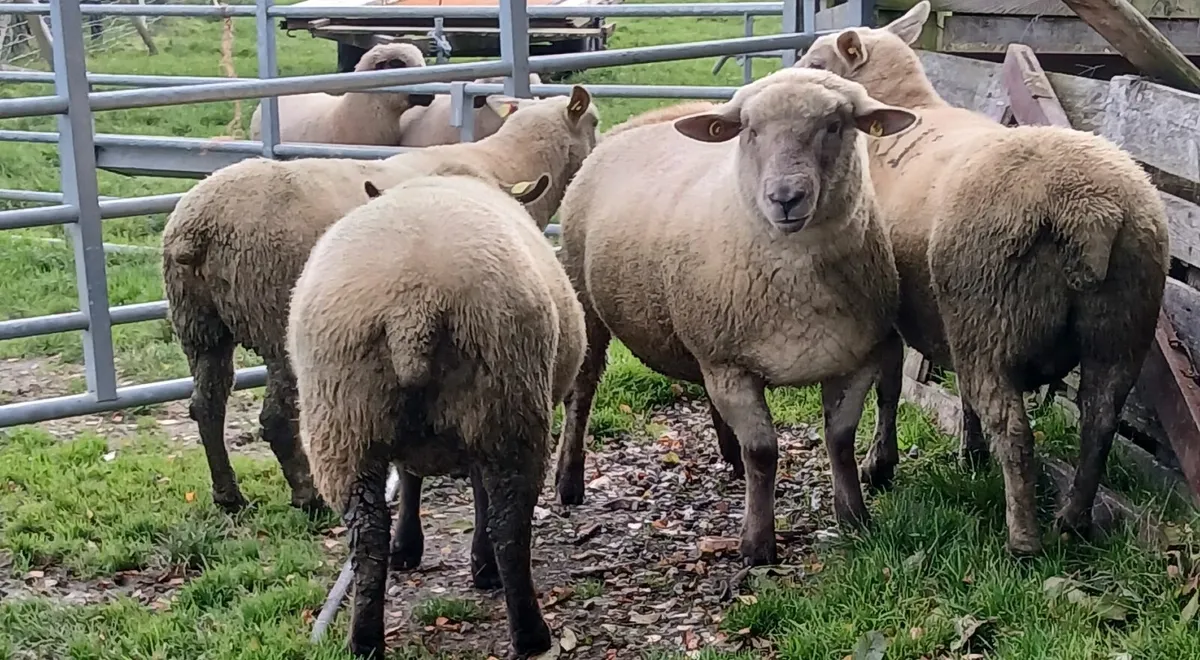 Sheep - Image 1