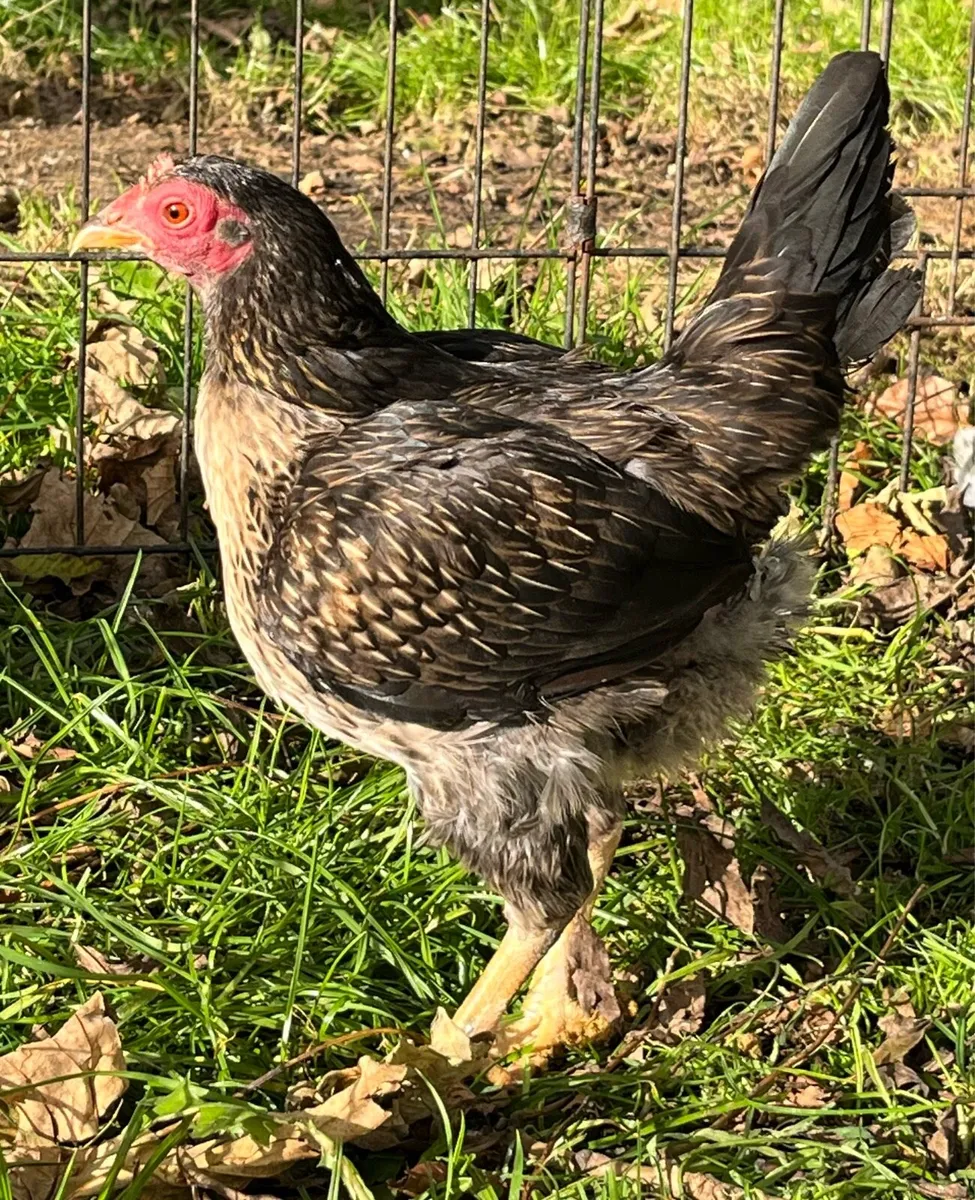 Olde English Game - Image 1