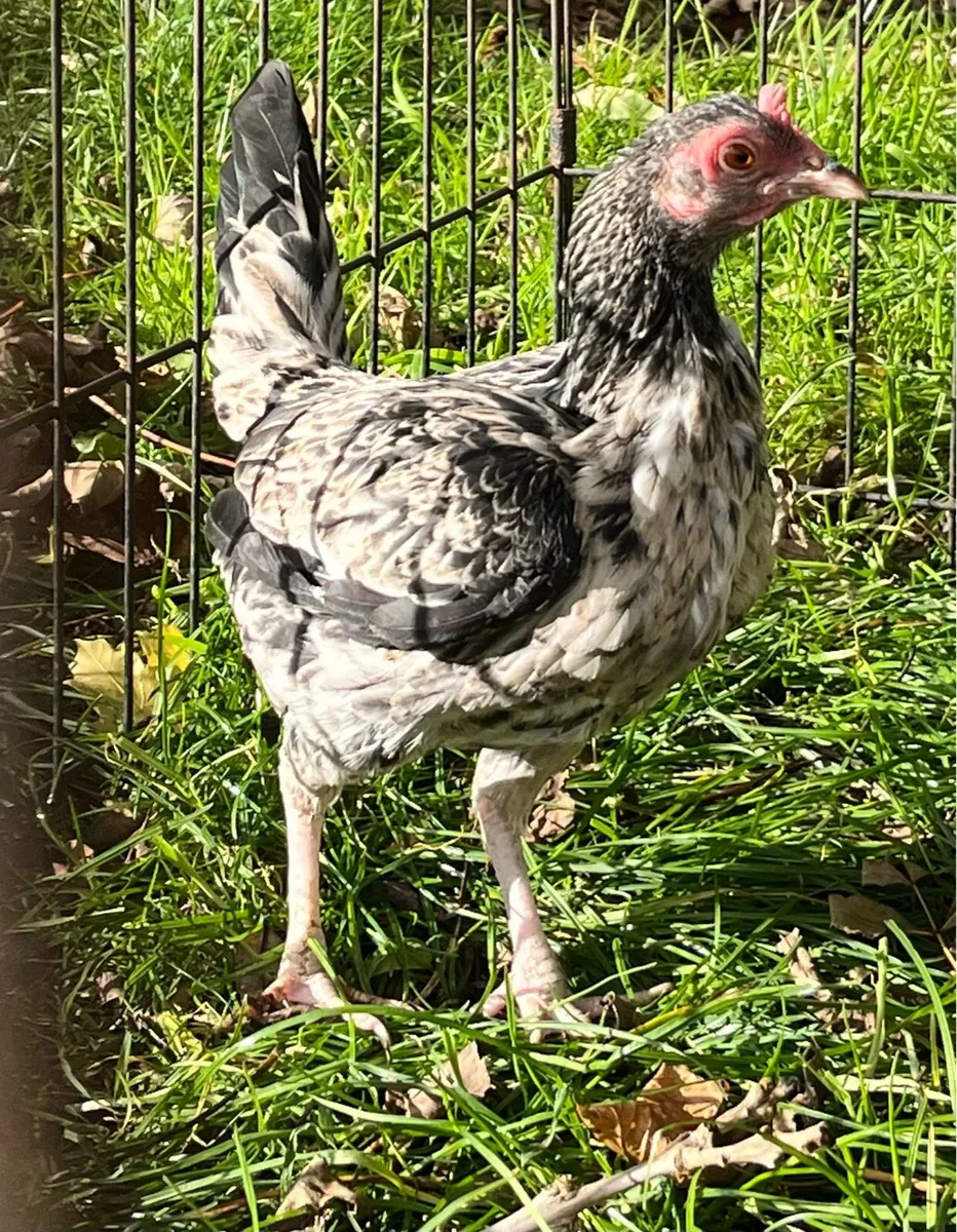 Olde English Game - Image 2