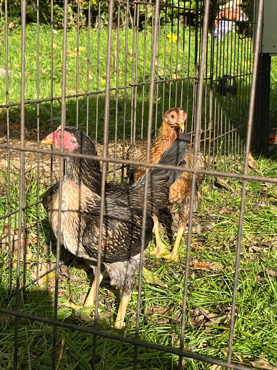 Olde English Game - Image 3