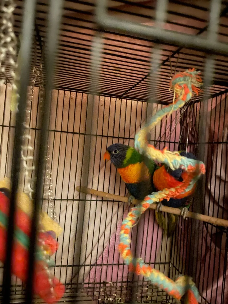 Rainbows lorteets parrot - Image 1