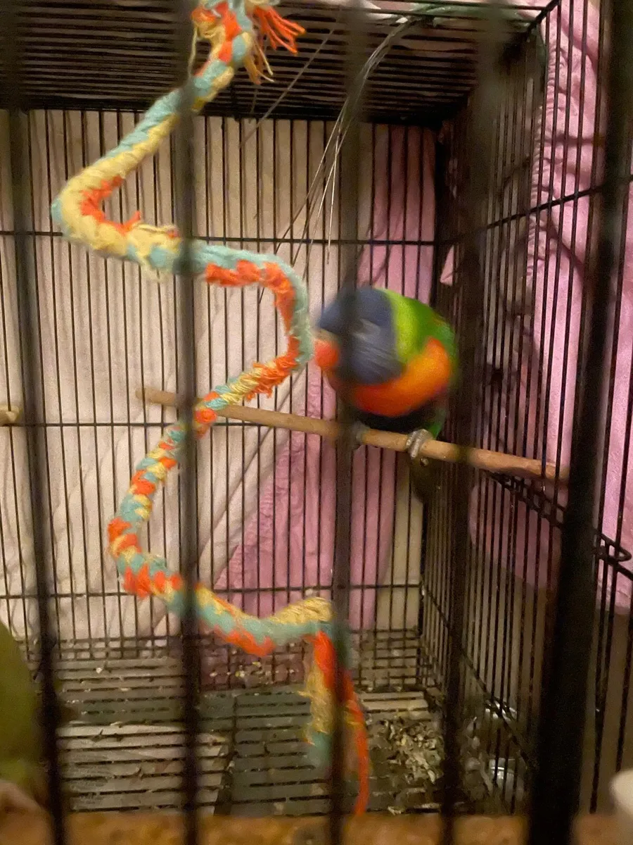 Rainbows lorteets parrot - Image 2