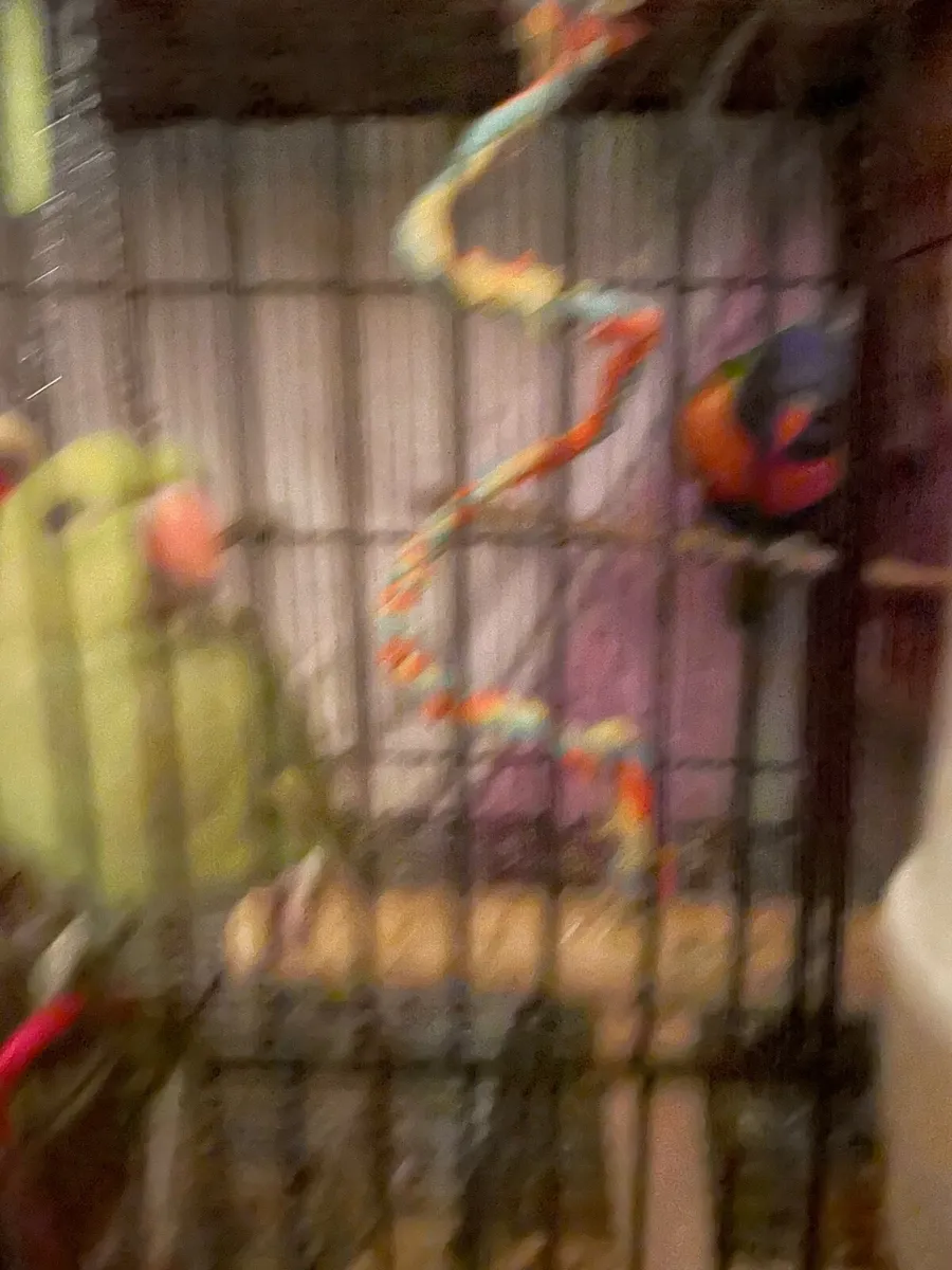 Rainbows lorteets parrot - Image 3