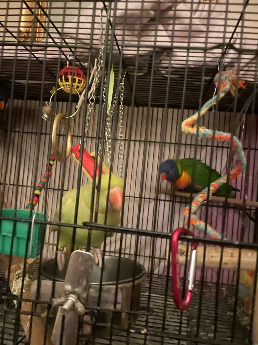 Rainbows lorteets parrot - Image 4