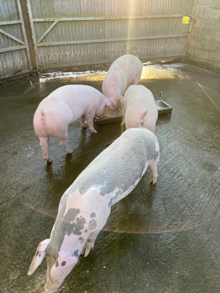 Pigs - Image 1