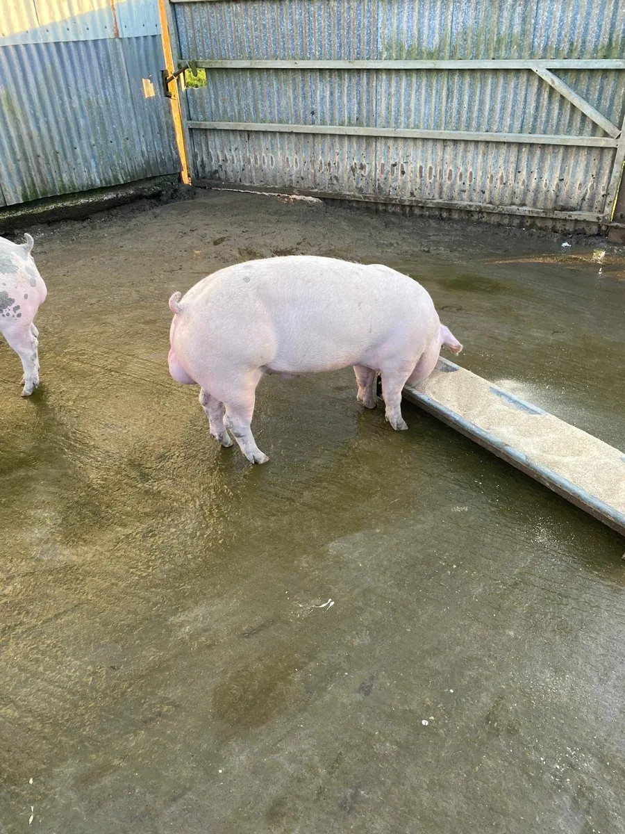 Pigs - Image 2